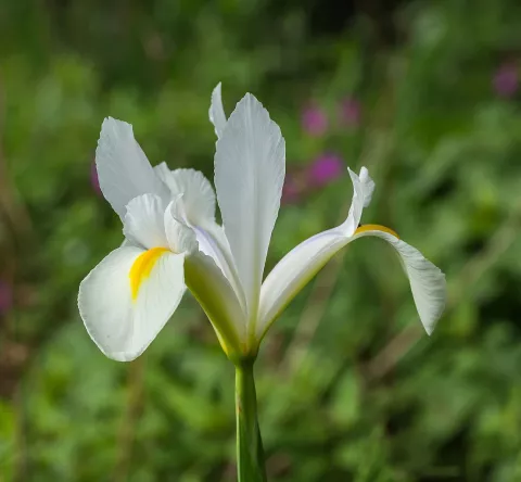Iris sibirica 'Alba'
