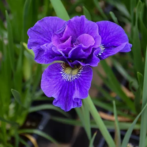 Iris sibirica 'Cote d'Azur'