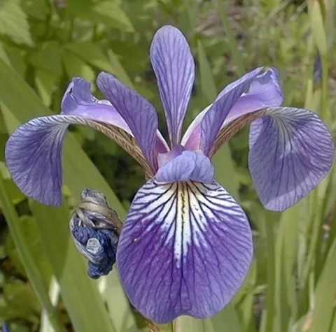 Iris versicolor