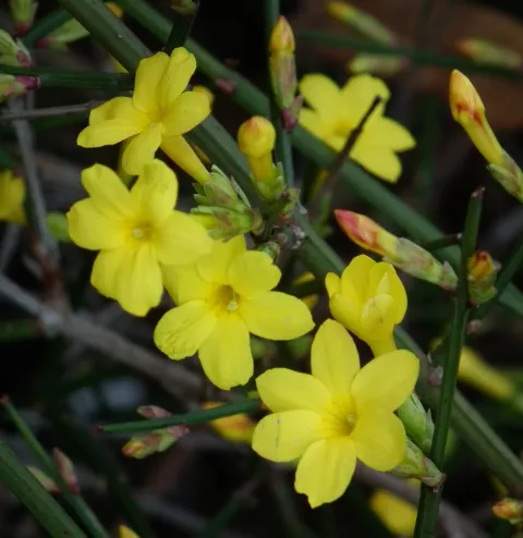 Jasminum nudiflorum