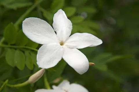 Jasminum officinale