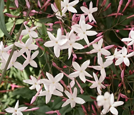 Jasminum polyanthum