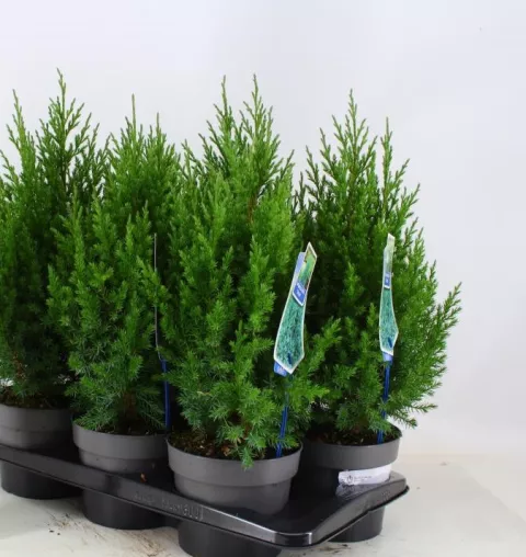 Juniperus chin. 'Stricta'