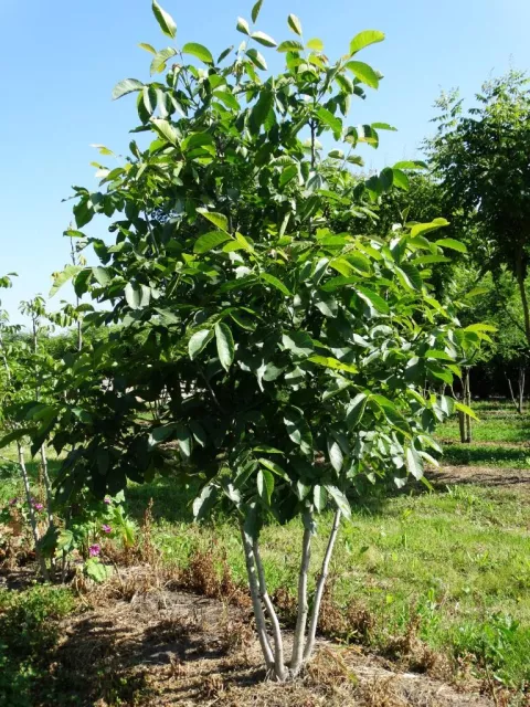 Juglans regia (Notenboom)