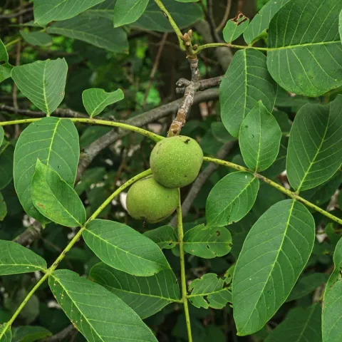 Juglans regia (Notenboom)