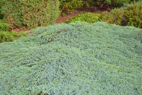 Juniperus squam. 'Blue Carpet'