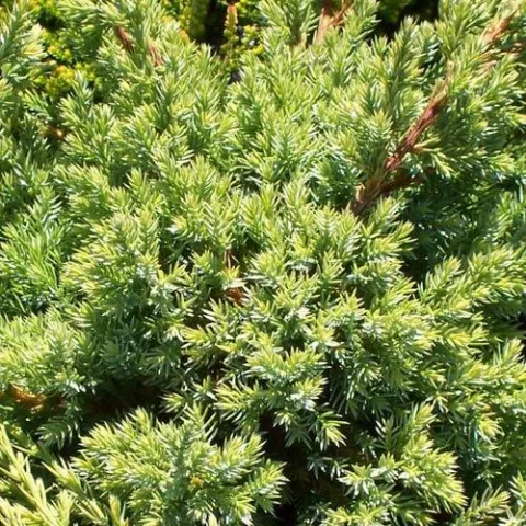 Juniperus squam. 'Holger'