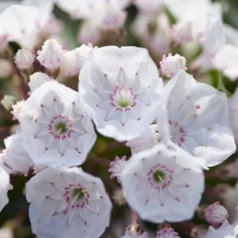 Kalmia lat. 'Elf'