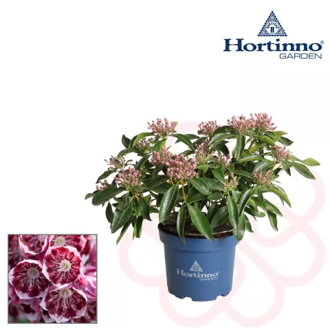 Kalmia lat. 'Kaleidoscope'