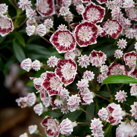 Kalmia lat. 'Minuet'