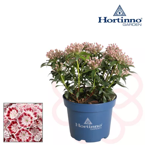 Kalmia lat. 'Minuet'