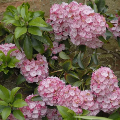 Kalmia lat. 'Tiddlywinks'