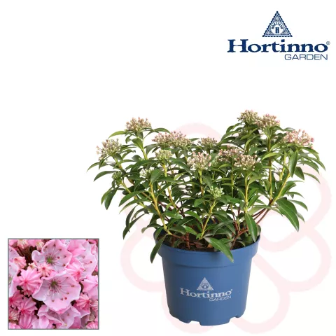 Kalmia lat. 'Tiddlywinks'