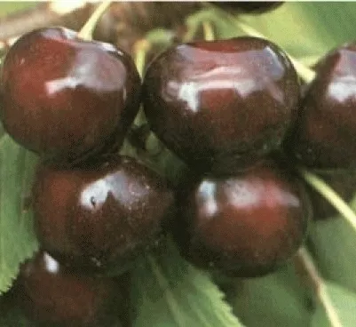 Kers 'Bigarreau BURLAT'