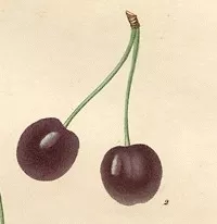 Kers 'Bigarreau NOIR'