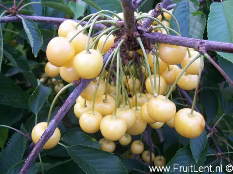 Kers 'DONISSENS GOLD'