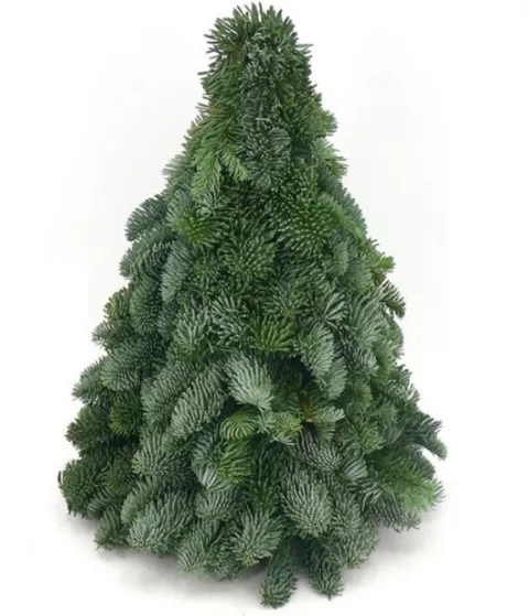 KERSTBOOM nobilis