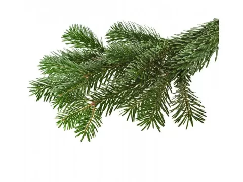 KERSTGROEN Extra groot