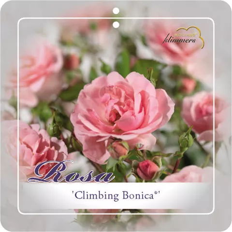 'Climbing Bonica'® Klimroos