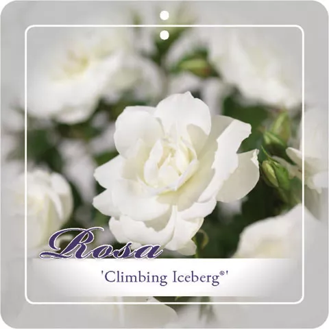 'Climbing Iceberg'® Klimroos