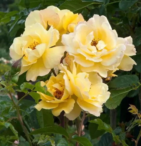 'Gardener's Glory'® Klimroos