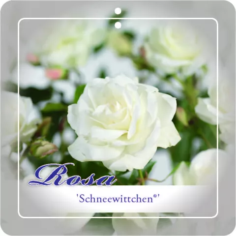 'Climb. Schneewittchen' Klimroos