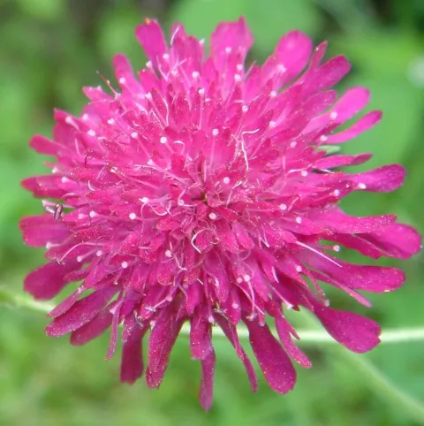 Knautia macedonica (='Red Knight')