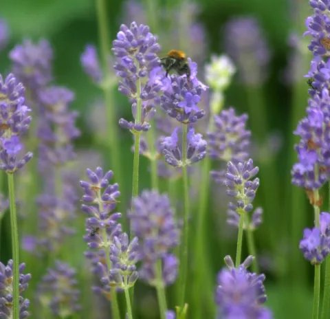 Lavandula ang. 'Dwarf Blue'