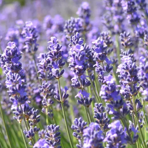 Lavandula ang. 'Munstead'