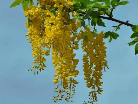 Laburnum anagyroides