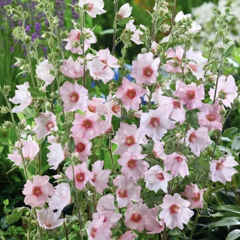Lavatera 'Baby Barnsley'