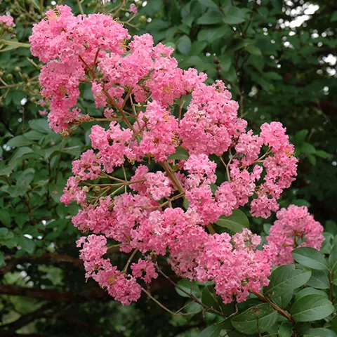 Lagerstroemia fauriei 'Choctaw'