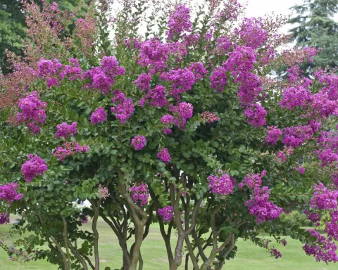 Lagerstroemia ROZE