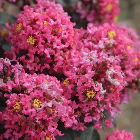 Lagerstroemia ind. 'Coral Magic'
