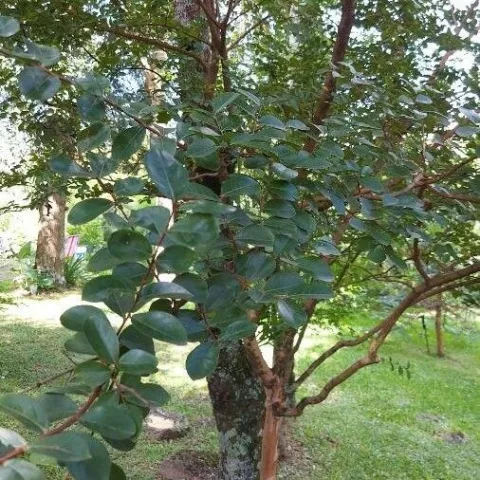 Lagerstroemia ind. 'Coconut Sorbet'