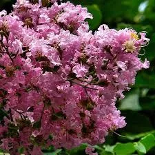 Lagerstroemia ind. 'Muskogee'