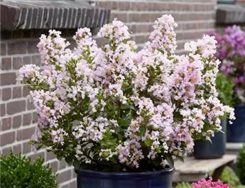 Lagerstroemia ind. 'With Love Girl'