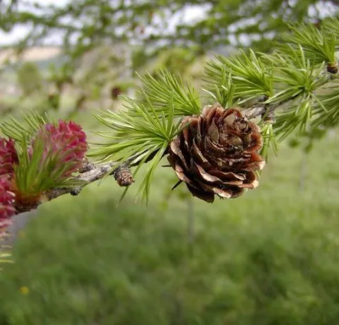 Larix kaempferi