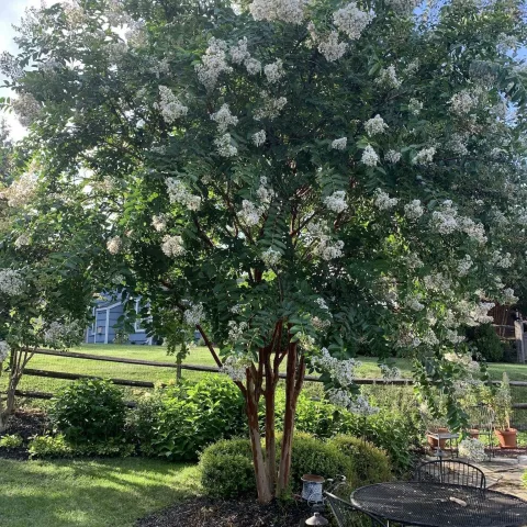 Lagerstroemia ind. 'Natchez'