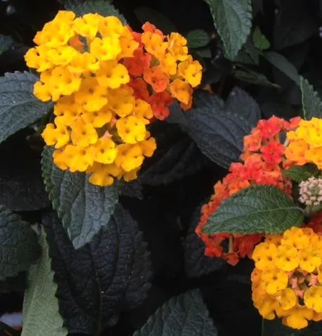 Lantana
