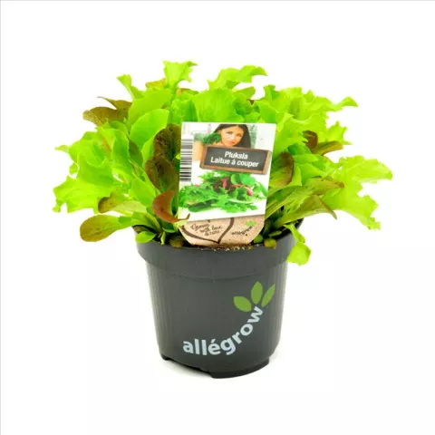 PLUKSLA Latuca sativa