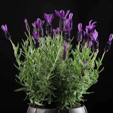 Lavandula stoech. 'Great Adventure'