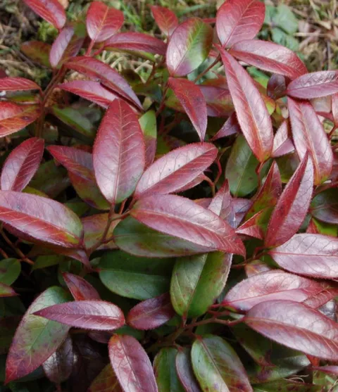 Leucothoe 'Carinella'