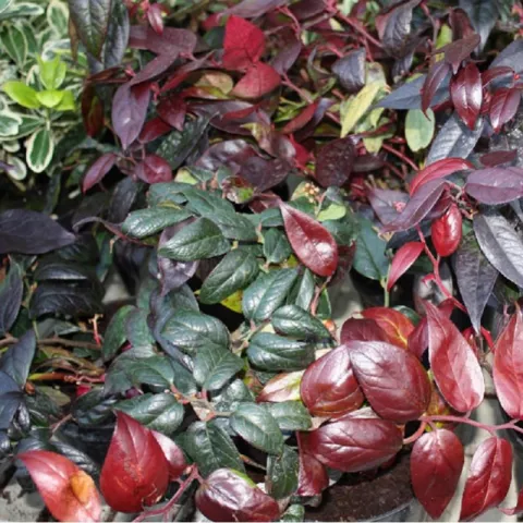 Leucothoe 'Lovita'