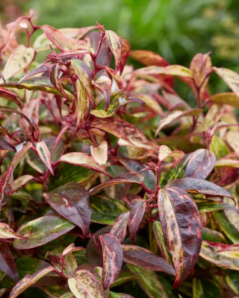 Leucothoe 'Makijaz'®