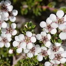 Leptospermum scoparium 'Bianco'
