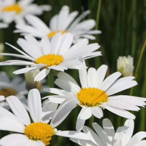 Leucanthemum 'Snow Lady'