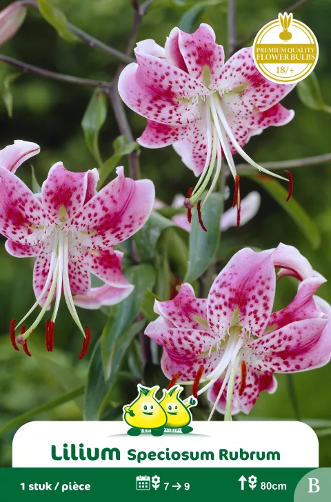 Lilium Speciosum Rubrum 
