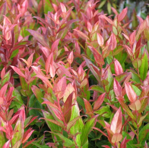 Leucothoe walteri 'Rainbow'