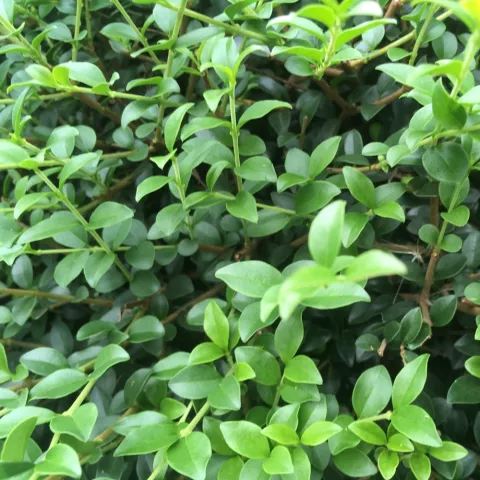 Ligustrum delavayanum